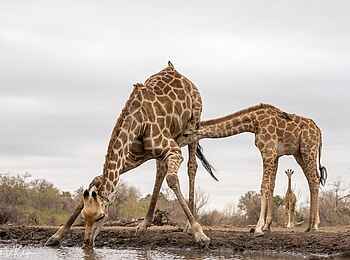 Mashatu Game Reserve: Trinkende Giraffe