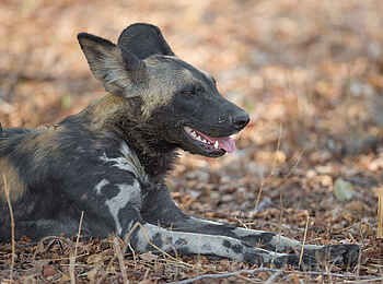 Nkonzi Bush Camp: Wildhund Nkonzi Bush Camp: Wildhund