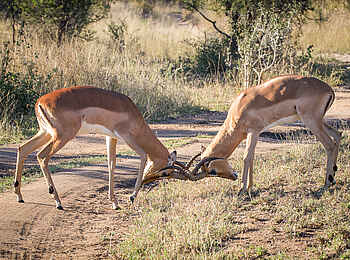 Sabi Sabi Selati Camp: Impaling Impalas. Sabi Sabi Selati Camp: Impaling Impalas.