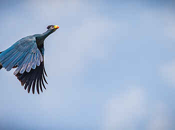 Sangha Lodge: Great Blue Turaco Sangha Lodge: Great Blue Turaco