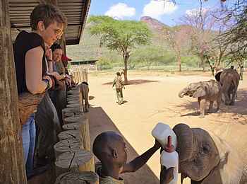 Sarara Tree: Elefantenfütterung Sarara Tree: Elefantenfütterung