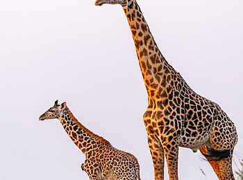 Time + Tide Luwi: 2 Giraffen