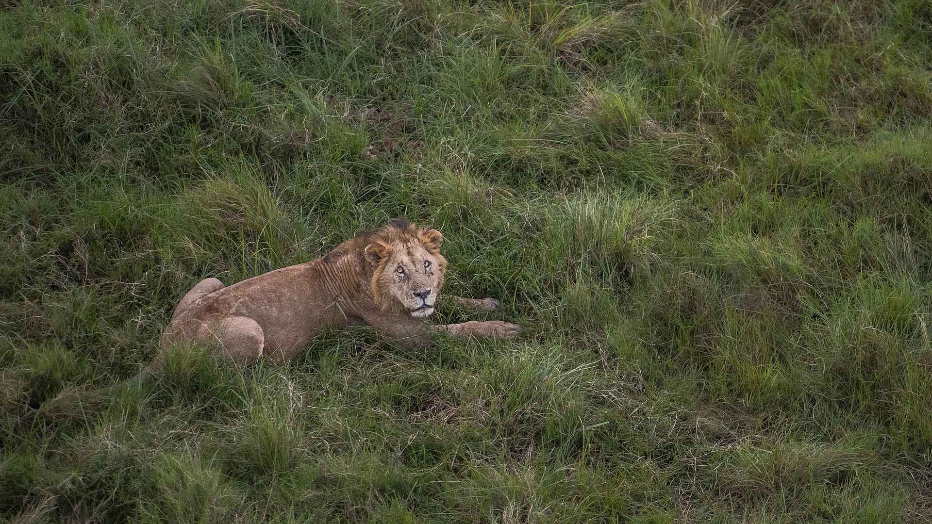 Wilderness Mara Camp: Löwe