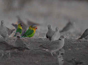 Chem Chem Lodge: Vogelschar Chem Chem Lodge: Vogelschar