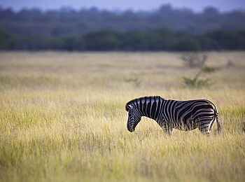 Etosha: Zebra in der Graslandschaft