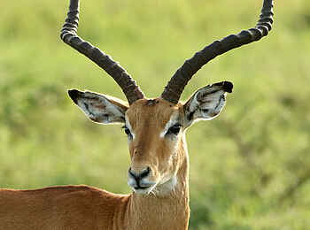 Fothergill Island Luxury Camp: Impala