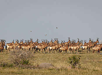 GweGwe Beach Lodge: Eine Herde von Kuhantilopen