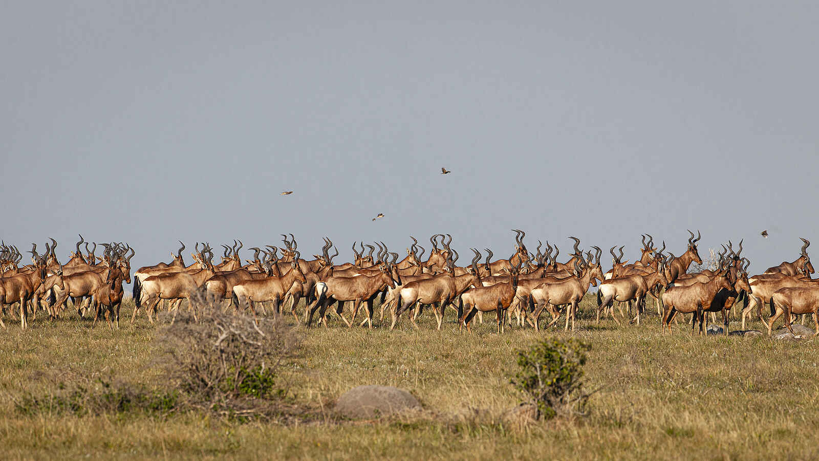 GweGwe Beach Lodge: Eine Herde von Kuhantilopen GweGwe Beach Lodge: Eine Herde von Kuhantilopen