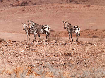 Hoanib Elephant Camp: Eine Zebraherde Hoanib Elephant Camp: Eine Zebraherde