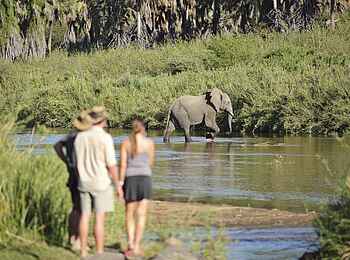 Kichaka Expeditions: Elefant durchquert den Fluss