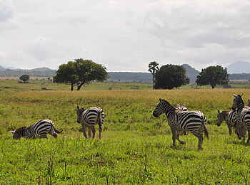 Kidepo National Park: Zebras