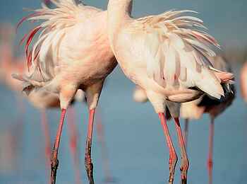 Lake Natron Camp: Flamingopaar