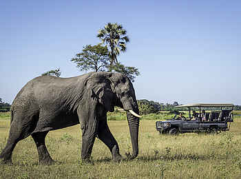 Little Duma Tau: Pirschfahrt Little Duma Tau: Pirschfahrt