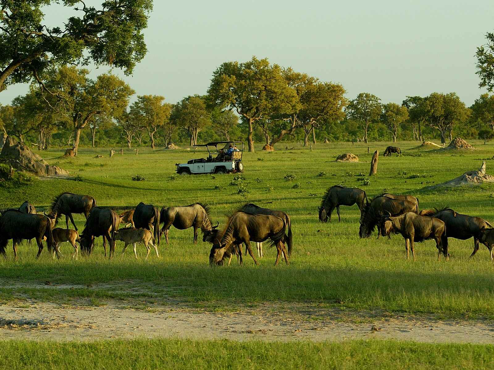 Makalolo Plains Camp: Büffelherde beim Grasen Makalolo Plains Camp: Büffelherde beim Grasen