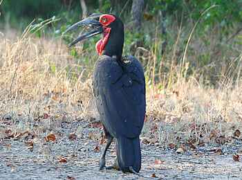 Miyala Camp: Birding Miyala Camp: Birding