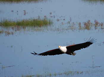 Muchenje Safari Lodge: Fischadler auf Jagd