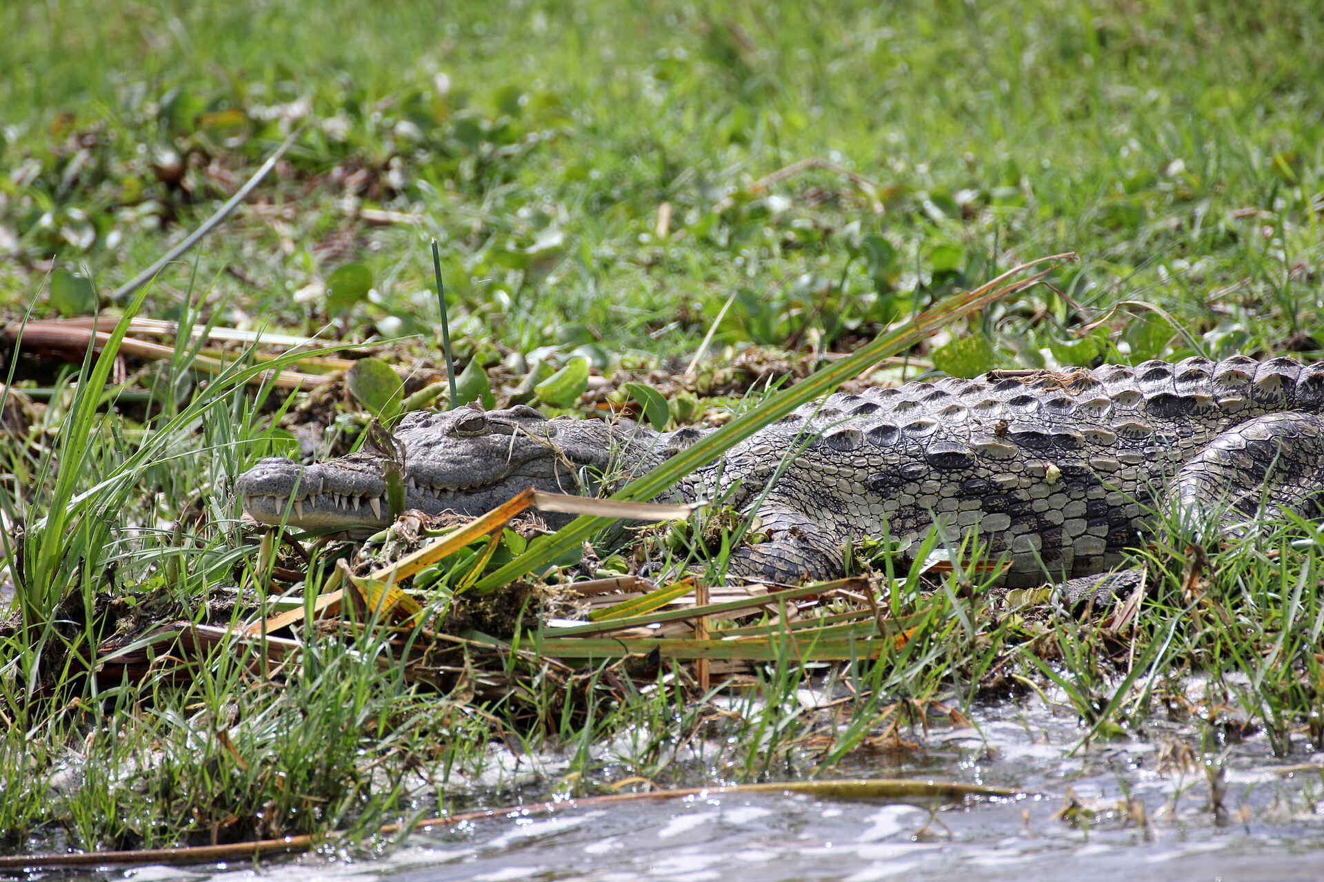 Murchison Falls National Park: Krokodil am Nil