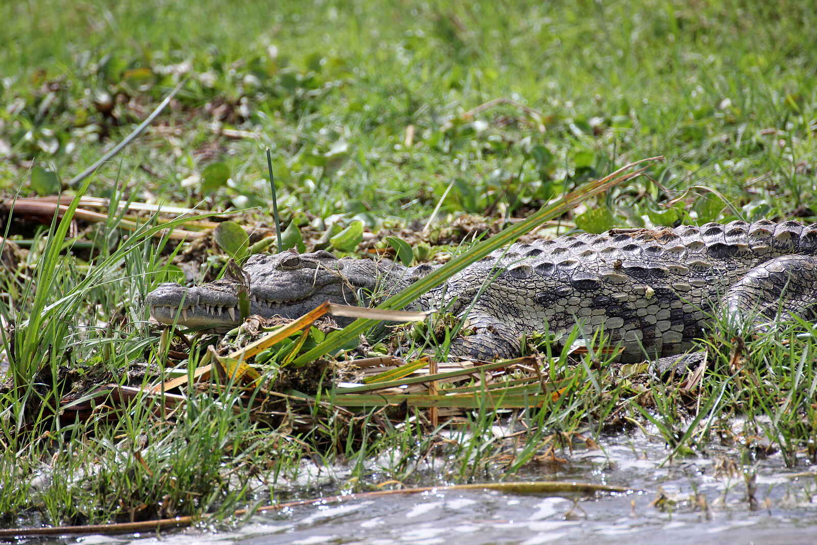 Murchison Falls National Park: Krokodil am Nil Murchison Falls National Park: Krokodil am Nil