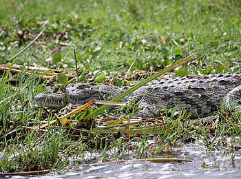 Murchison Falls National Park: Krokodil am Nil Murchison Falls National Park: Krokodil am Nil