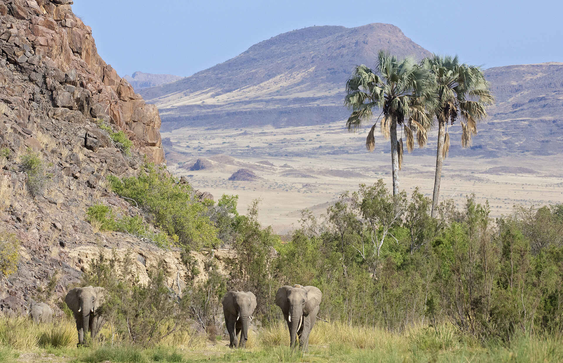Okahirongo Elephant Lodge: Drei Elefanten