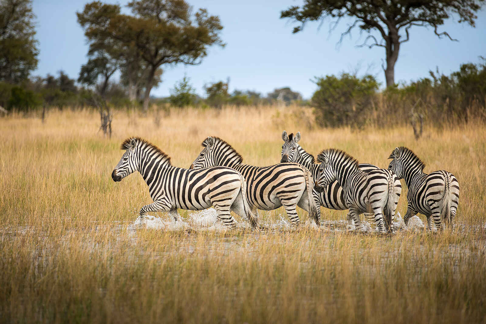 Okavango Explorers Camp: Zebras im Wasser Okavango Explorers Camp: Zebras im Wasser