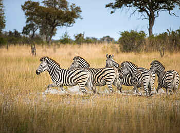 Okavango Explorers Camp: Zebras im Wasser Okavango Explorers Camp: Zebras im Wasser