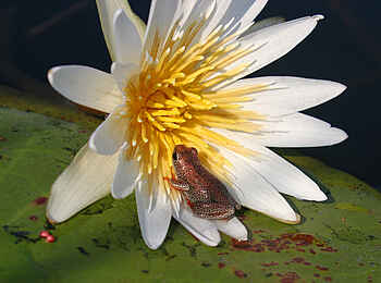 Pom Pom Camp: Glockenfrosch in Seerose Pom Pom Camp: Glockenfrosch in Seerose