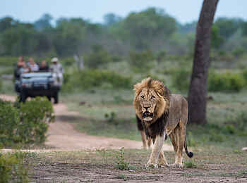 Sabi Sabi Earth Lodge: Pirschfahrt mit Löwen Sichtung Sabi Sabi Earth Lodge: Pirschfahrt mit Löwen Sichtung