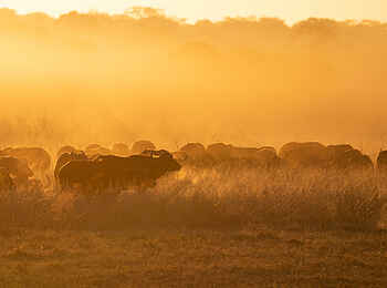 Sable Valley Lodge: Büffel Sable Valley Lodge: Büffel