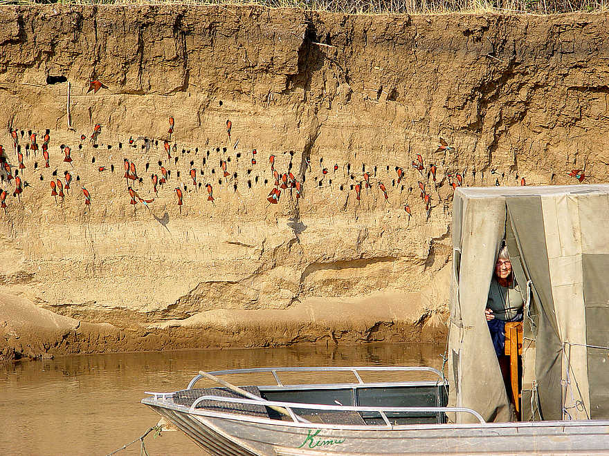 Shenton Carmine Bee Eater Hide: Nistwand Shenton Carmine Bee Eater Hide: Nistwand