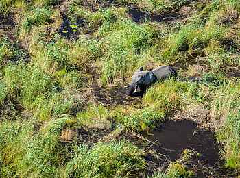 Sitatunga Private Island Camp: Elefant im Delta