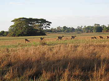 Wasa Lodge: Pukus im Grasland