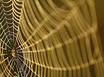 Wasa Lodge: Spinnennetz