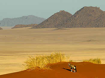 Wolwedans Boulders Camp: Oryx Antilope