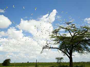Amboseli Serena Safari Lodge: Vogelflug im Amboseli Nationalpark Amboseli Serena Safari Lodge: Vogelflug im Amboseli Nationalpark