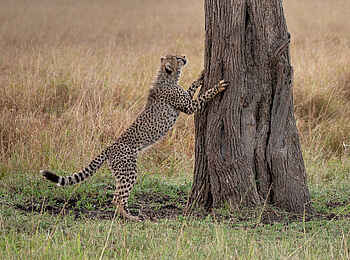 Entim Masai Mara: Gepard schärft Krallen