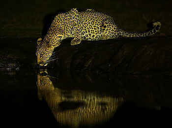 Kavinga Safari Camp: Trinkender Leopard Kavinga Safari Camp: Trinkender Leopard