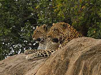 Legendary Mwiba Lodge: Leopardenpaar Legendary Mwiba Lodge: Leopardenpaar