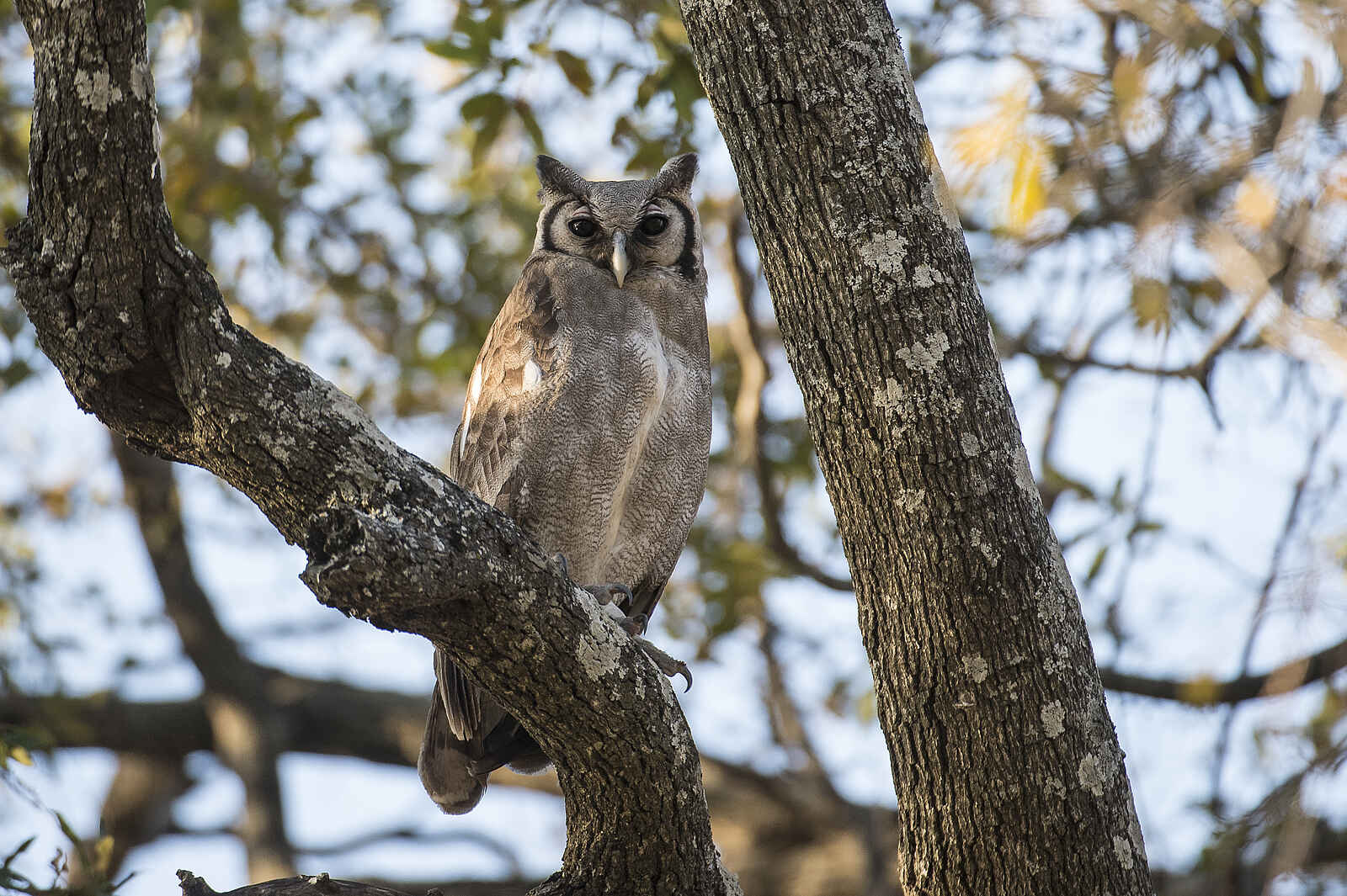 Linyanti Tented Camp: Verreaux's Eagle Owl Linyanti Tented Camp: Verreaux's Eagle Owl