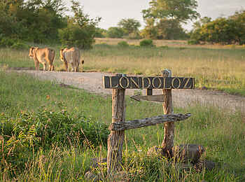 Londolozi Varty Camp: Zwei satte Löwinnen