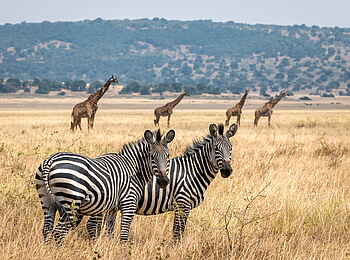 Magashi Camp: Zebras und Giraffen