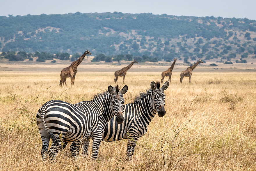 Magashi Camp: Zebras und Giraffen Magashi Camp: Zebras und Giraffen