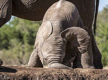 Mashatu Game Reserve: Spielendes Elefantenbaby