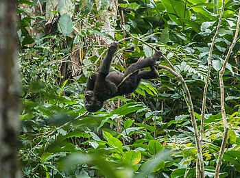 Ngaga Camp: Spielerisch hängt er am Ast