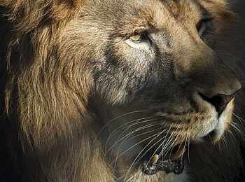 Olare Mara Kempinski: Löwengesicht