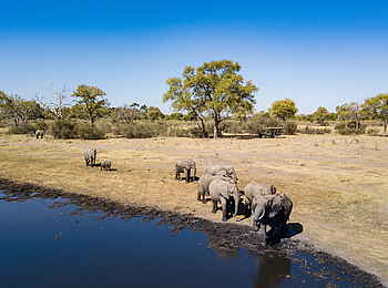 Selinda Camp: Elefanten am Fluss