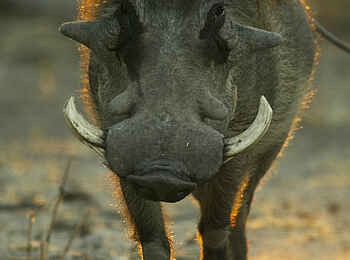 Selinda Camp: Warzenschwein