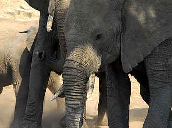 Tuli Safari Lodge Mashatu: Elefanten im Sand