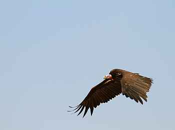 Tusk and Mane Safaris: Ohrengeier Tusk and Mane Safaris: Ohrengeier