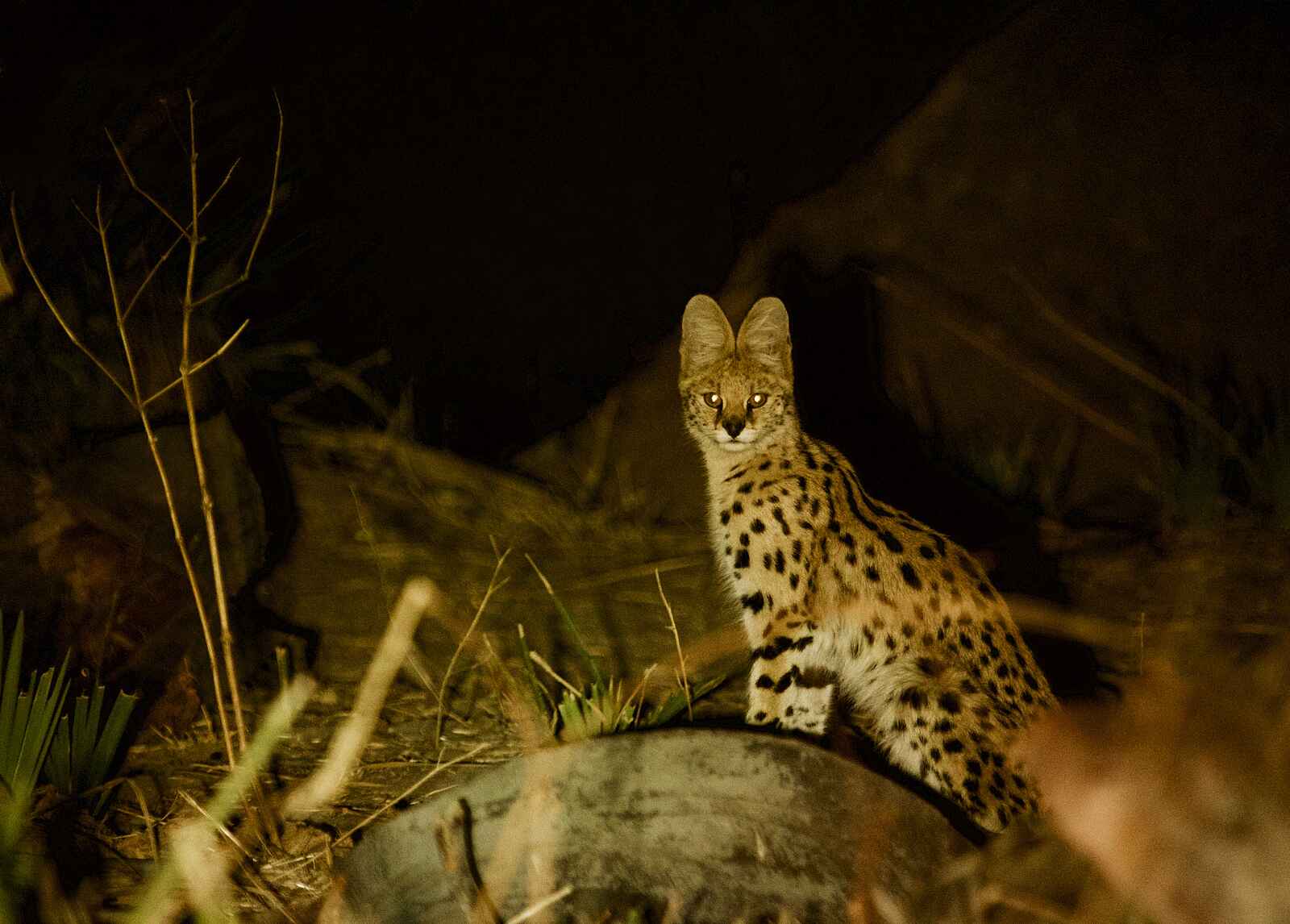 Tusk and Mane Safaris: Serval Tusk and Mane Safaris: Serval